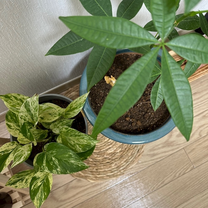 さやか