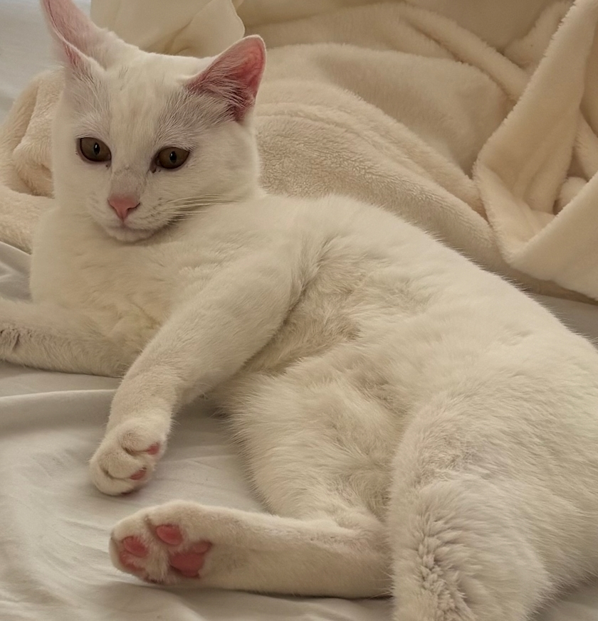 きらり