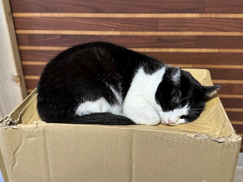 結城 かなの