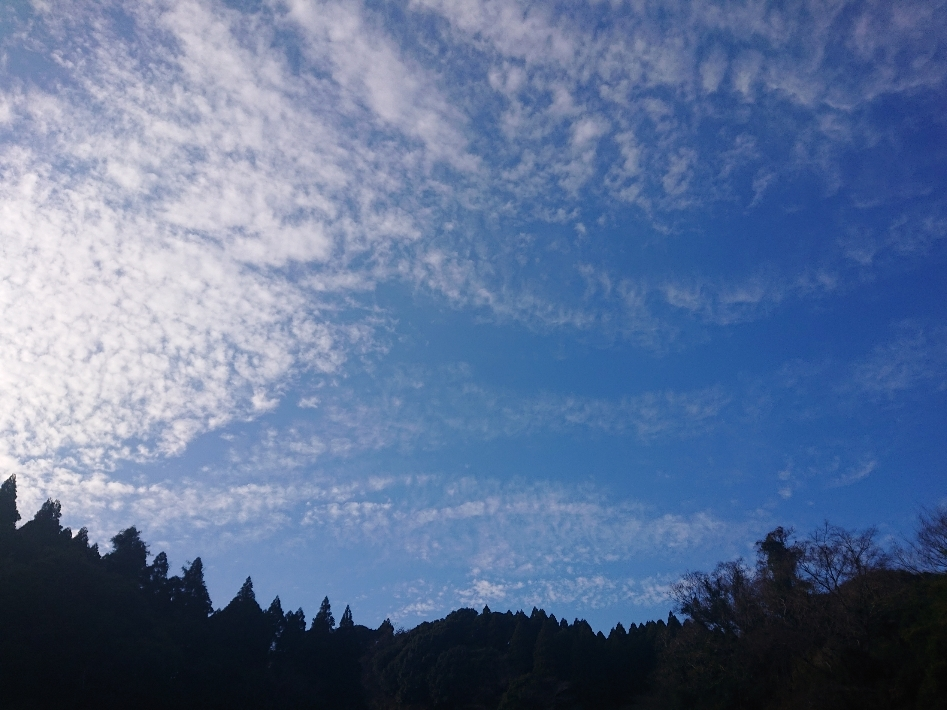 五条 椿