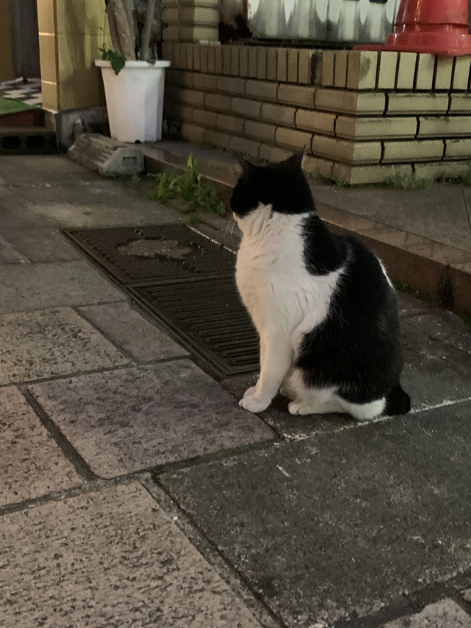かえで