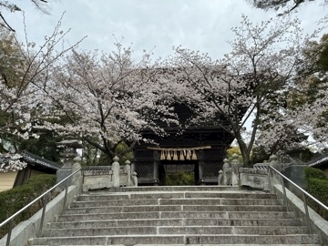 桜花 楓