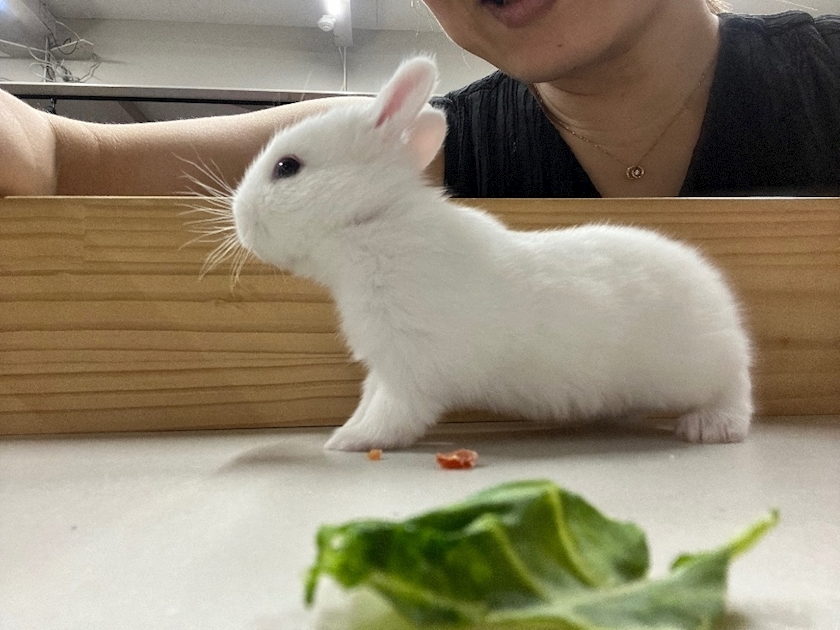高槻 かえで