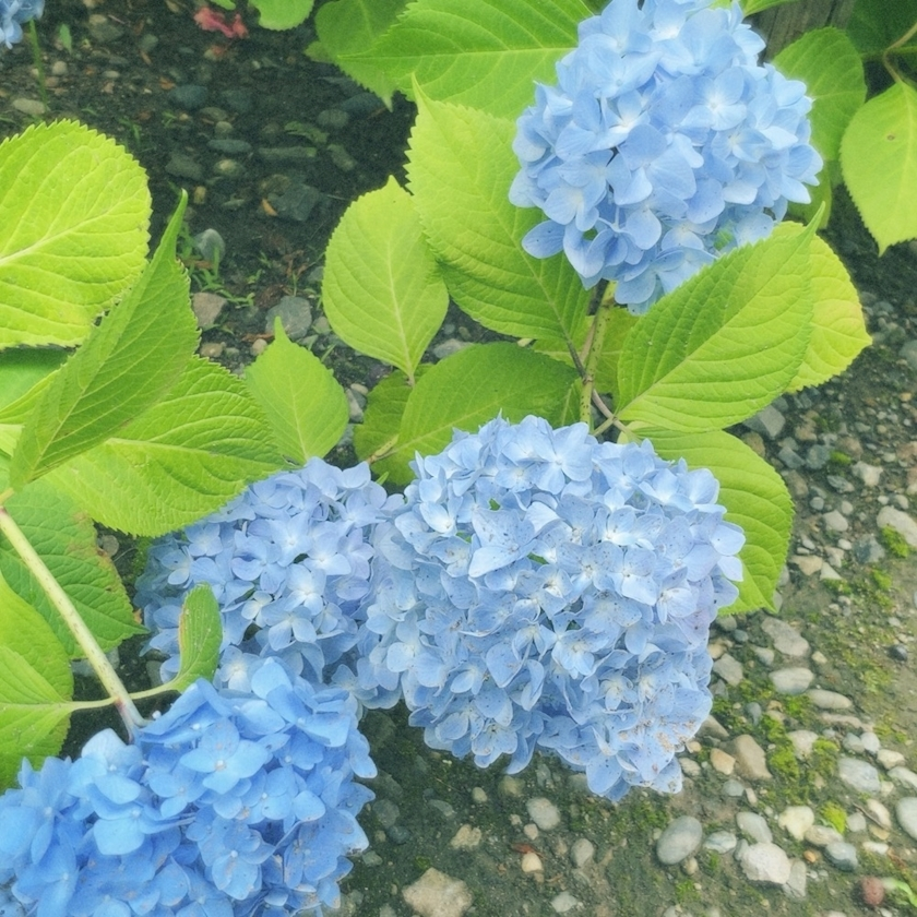 あゆ