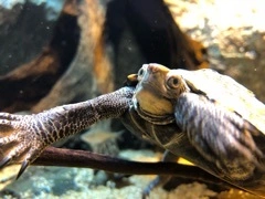 かのん