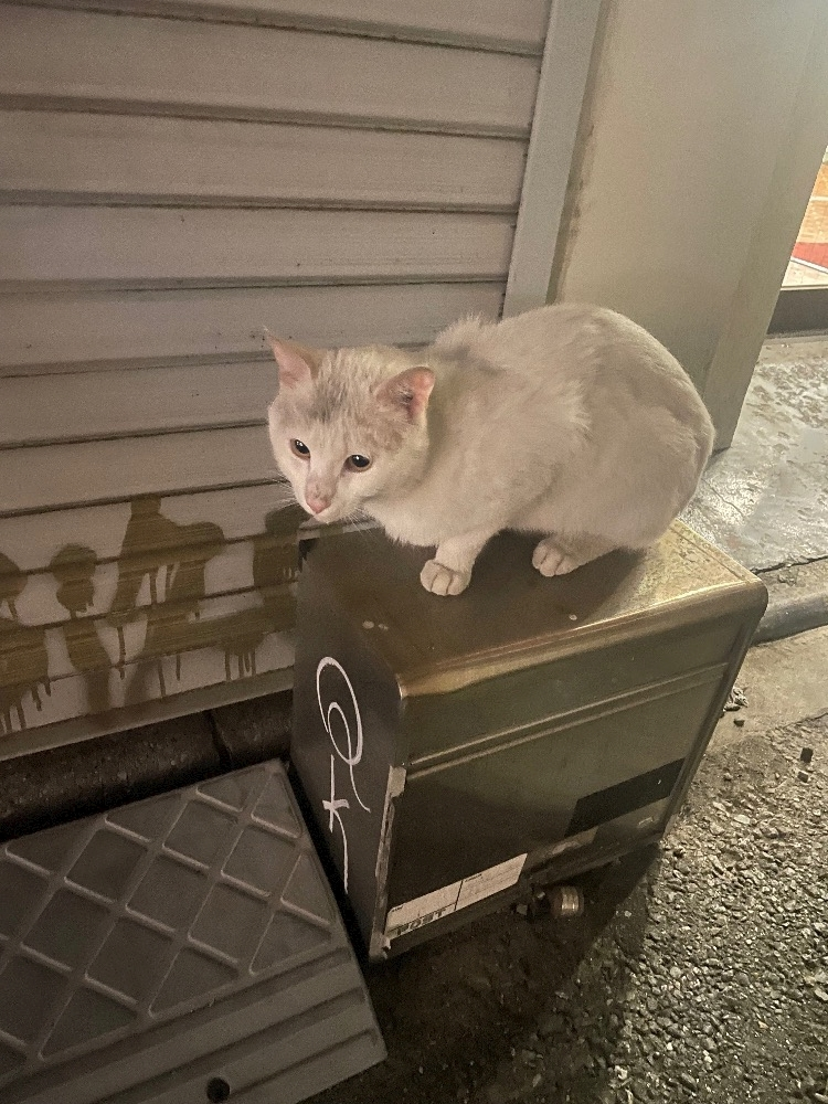 四宮 ねこ