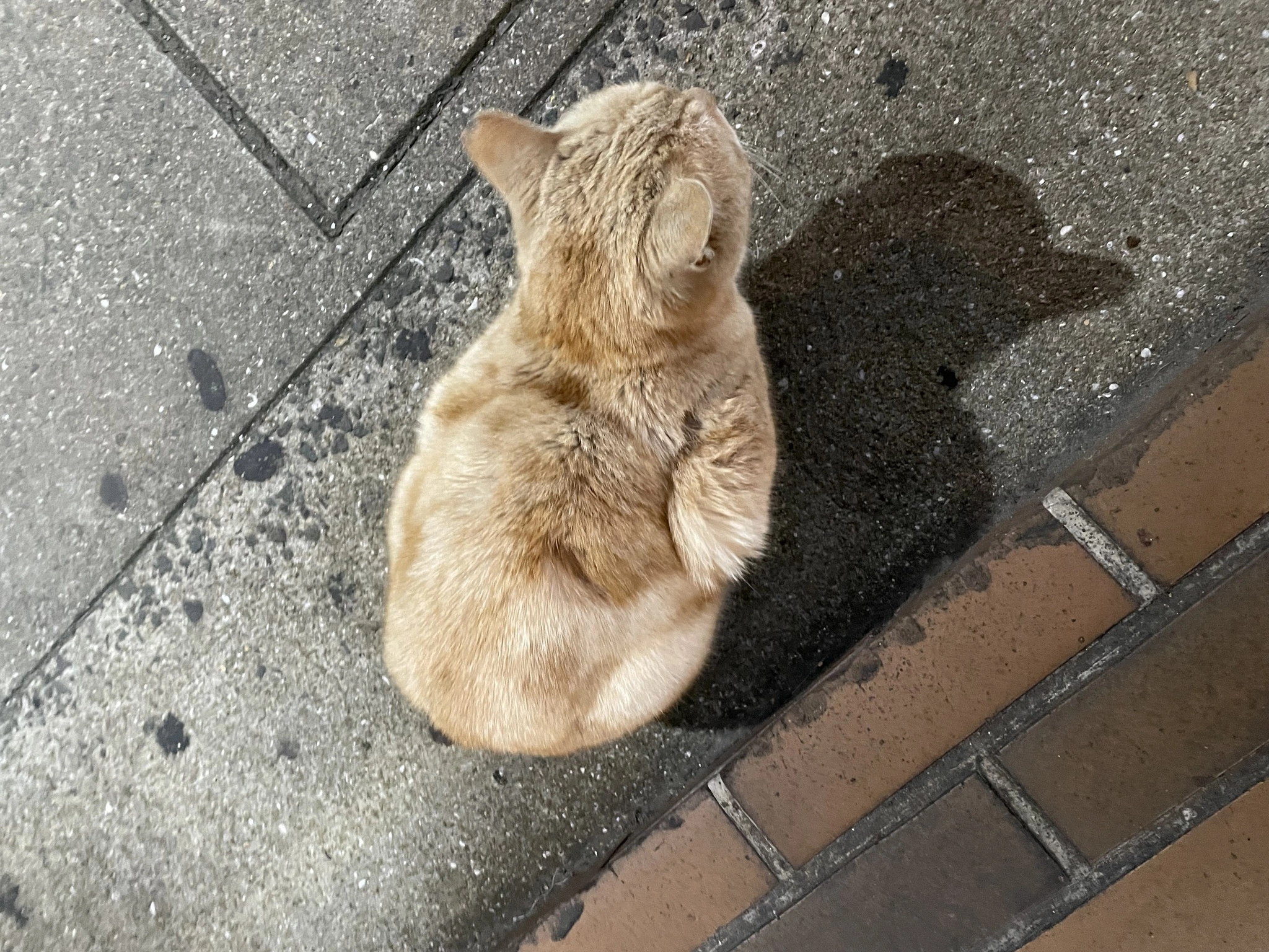 ちぃ