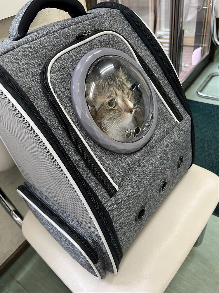 雛咲 のあ