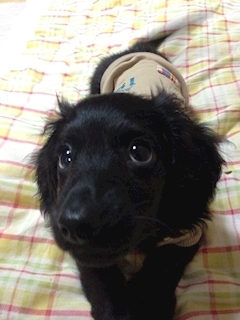 りえ