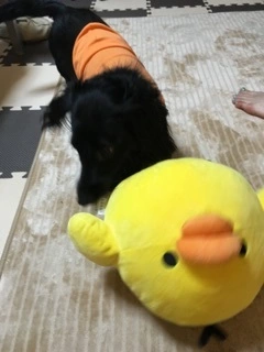 りえ
