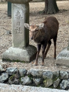 山咲 すず