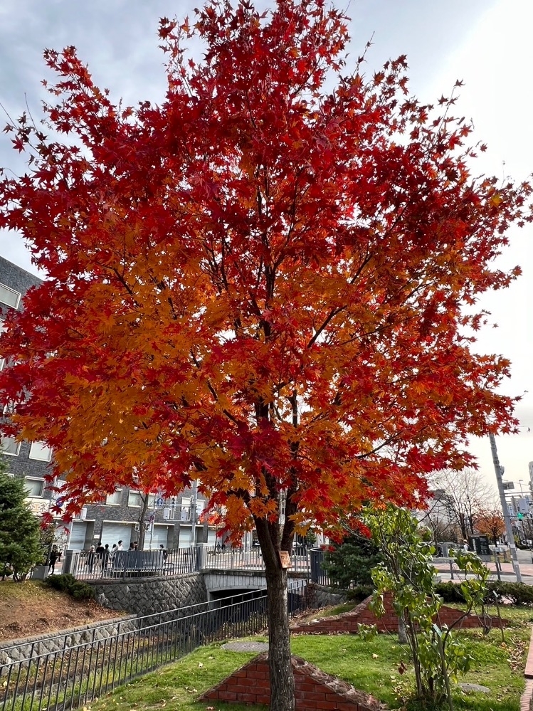 西園寺 ゆきみ