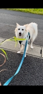 京 さゆみ