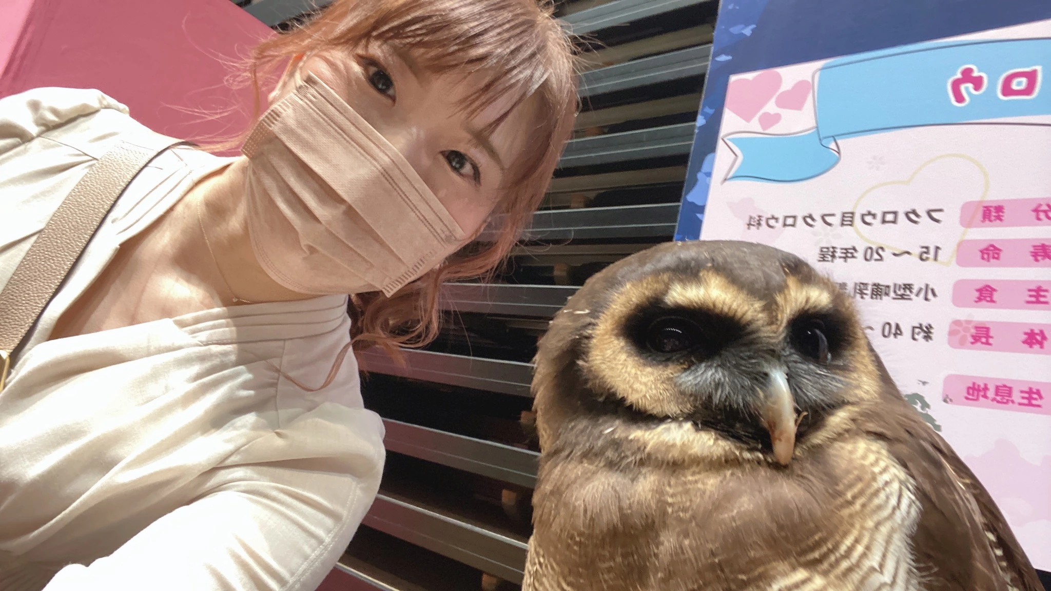 しおり