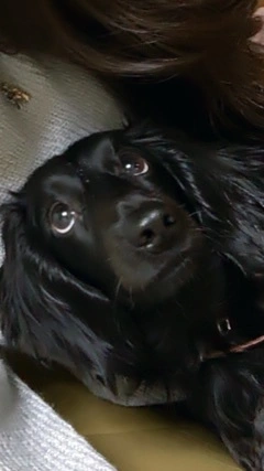 りえ