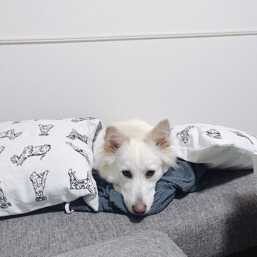 京 さゆみ