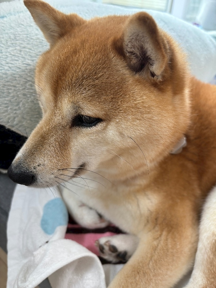 ツンデレかなの