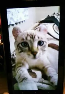 愛羽 仁美