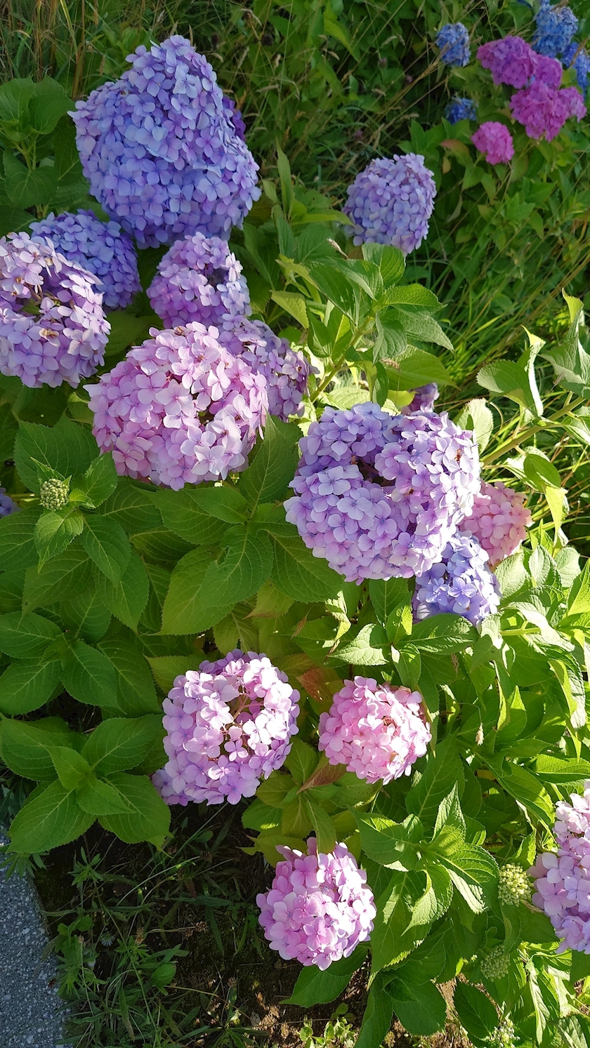 のはら かすみ