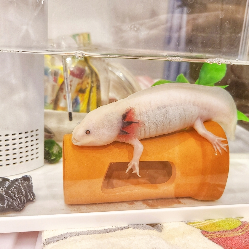 ミカ
