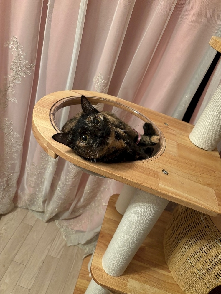 藤花 ゆの