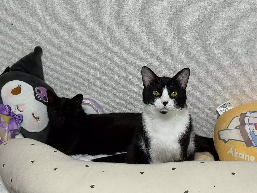サキ
