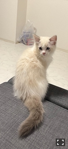 くま