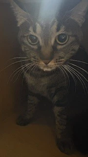 あみ