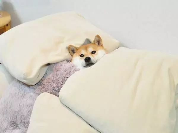 ゆうか