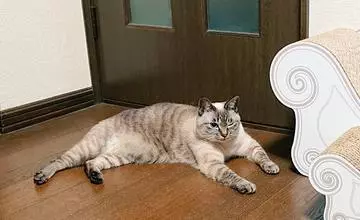 ひな