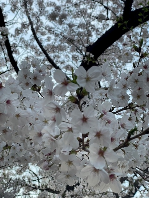 ゆきの