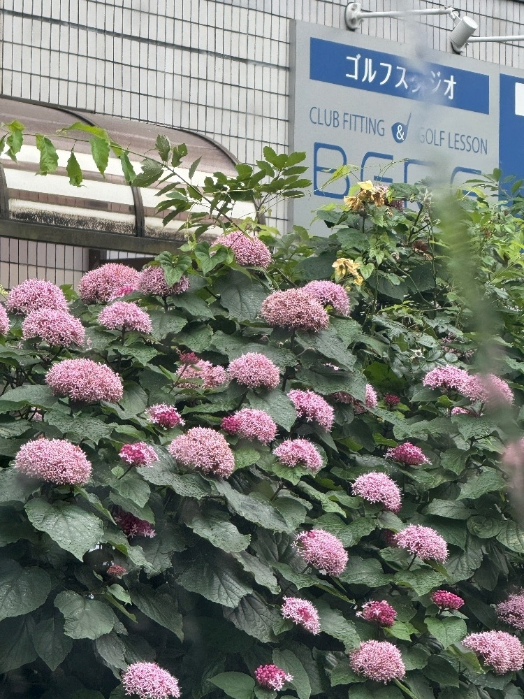ハク