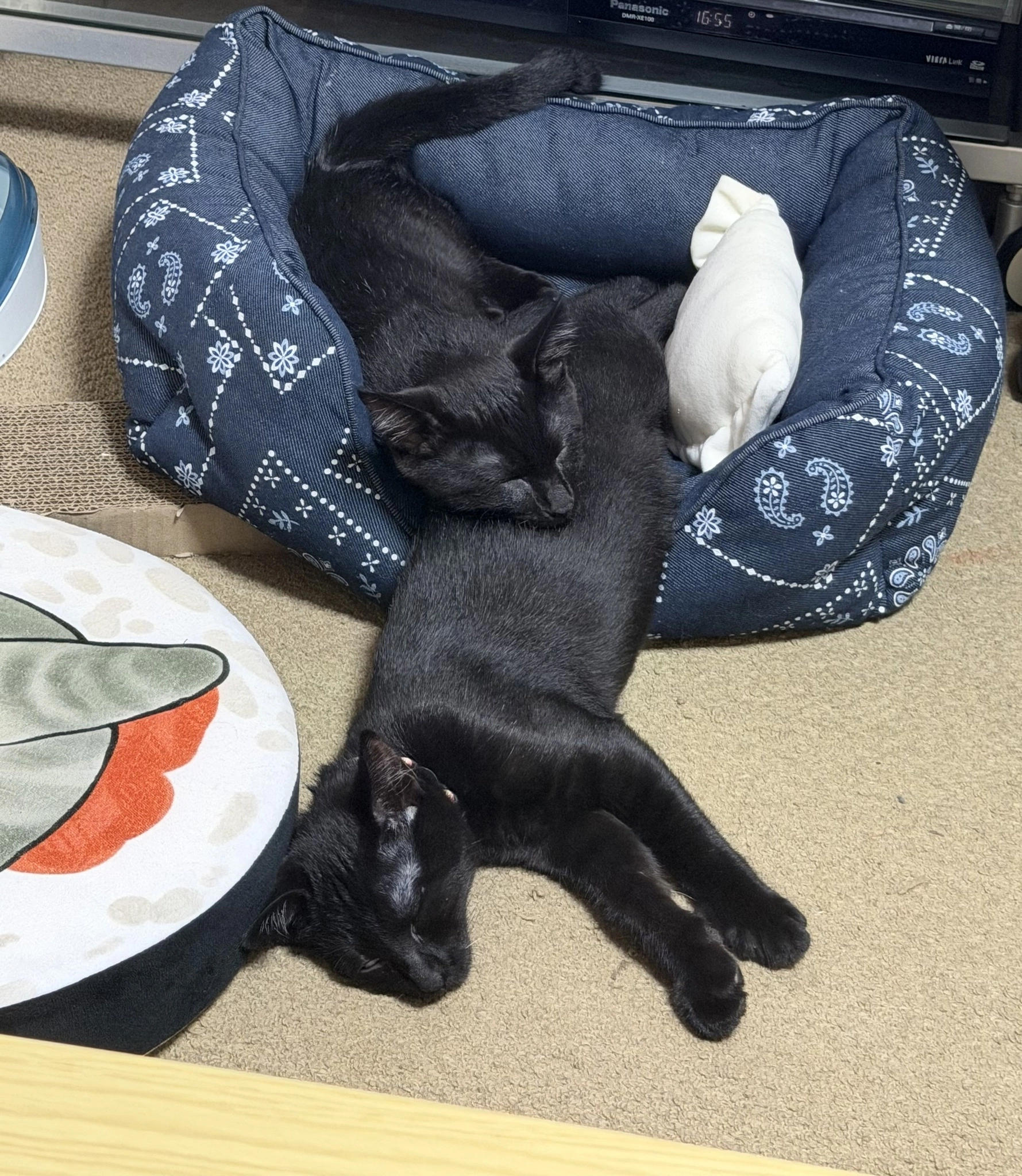えり