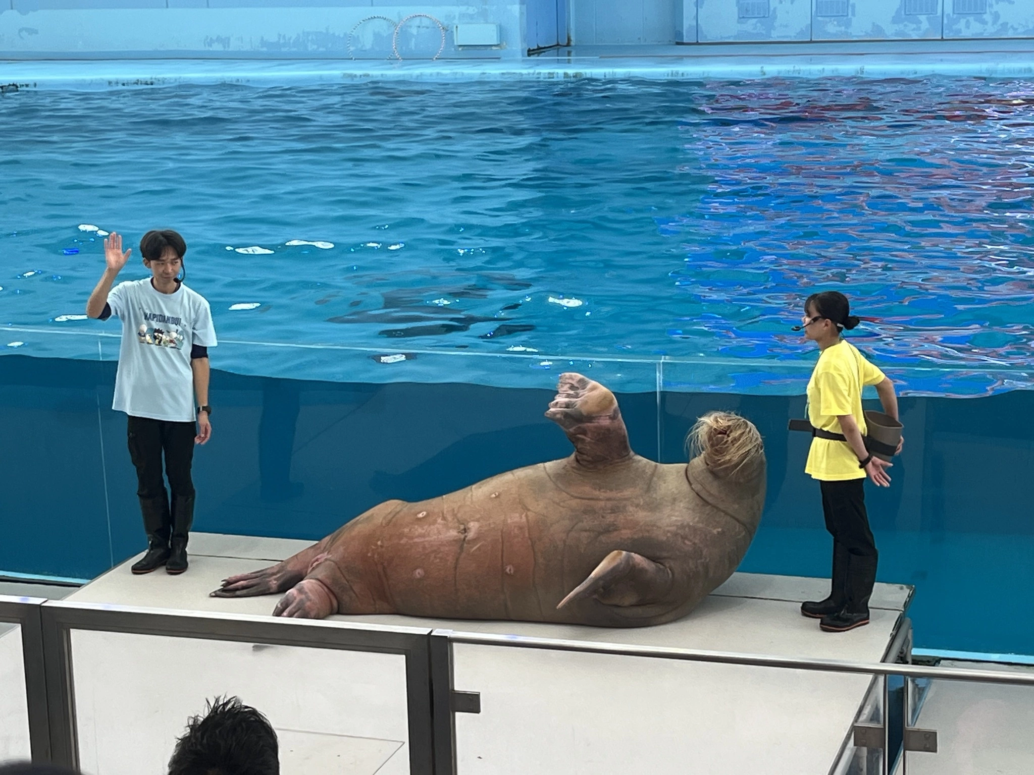 あおい
