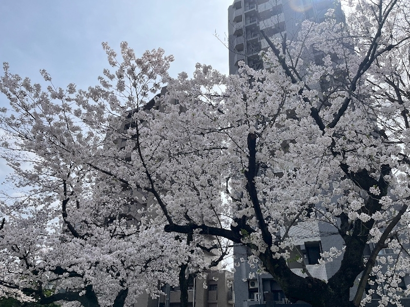立華 あん