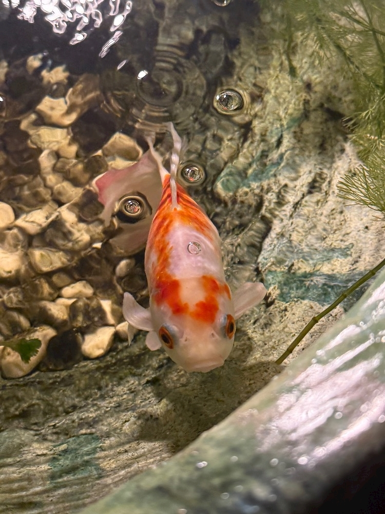 華宮 りんか