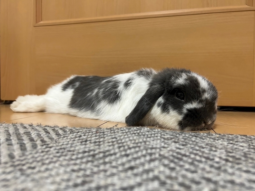 高槻 かえで