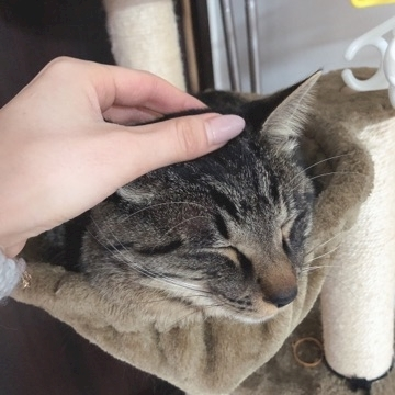 愛羽 仁美