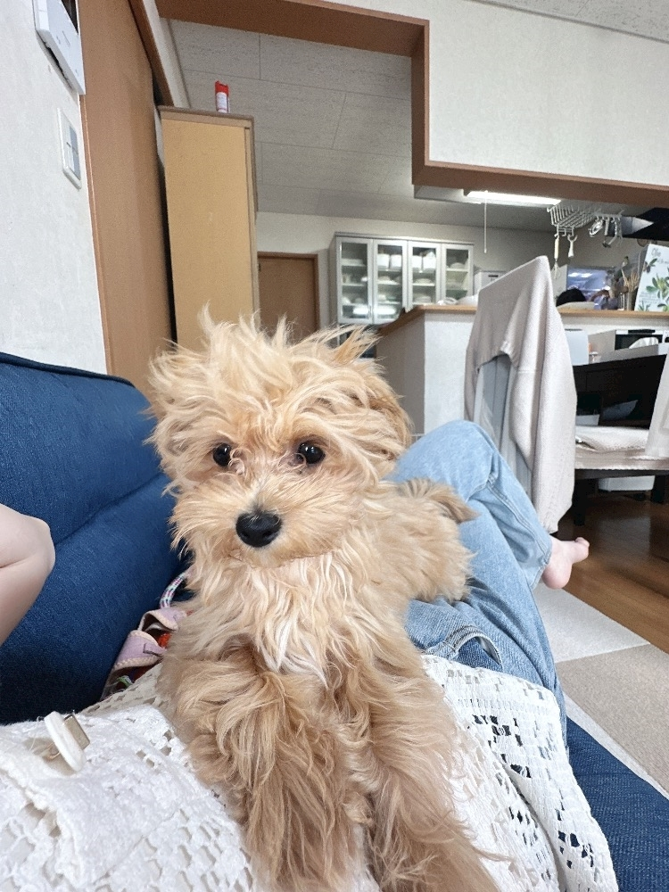 たむ