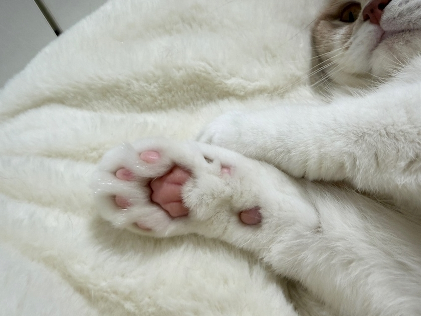 れいか