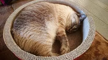 ひな