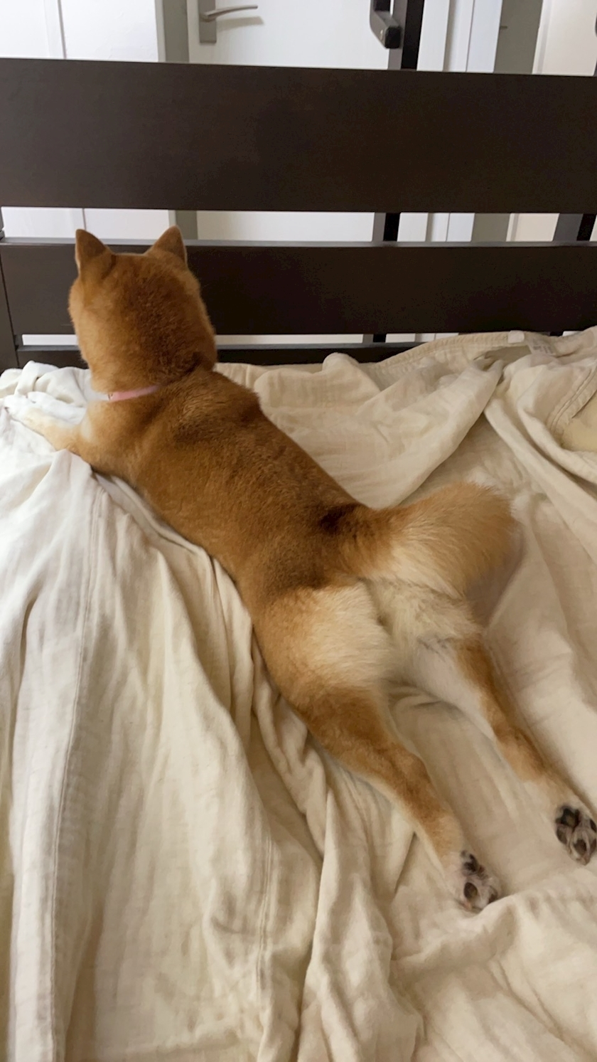 ツンデレかなの