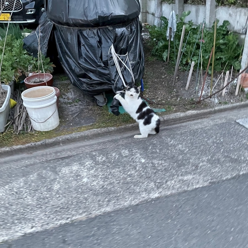 五条 はるな
