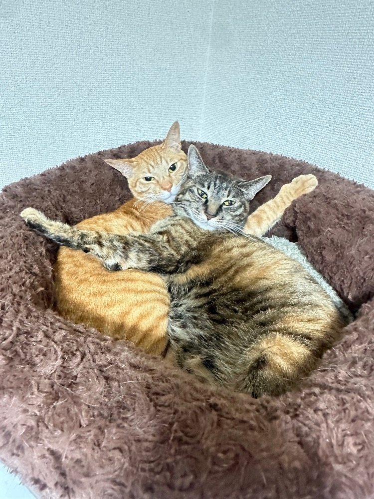 ユズ