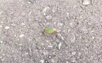 ひな