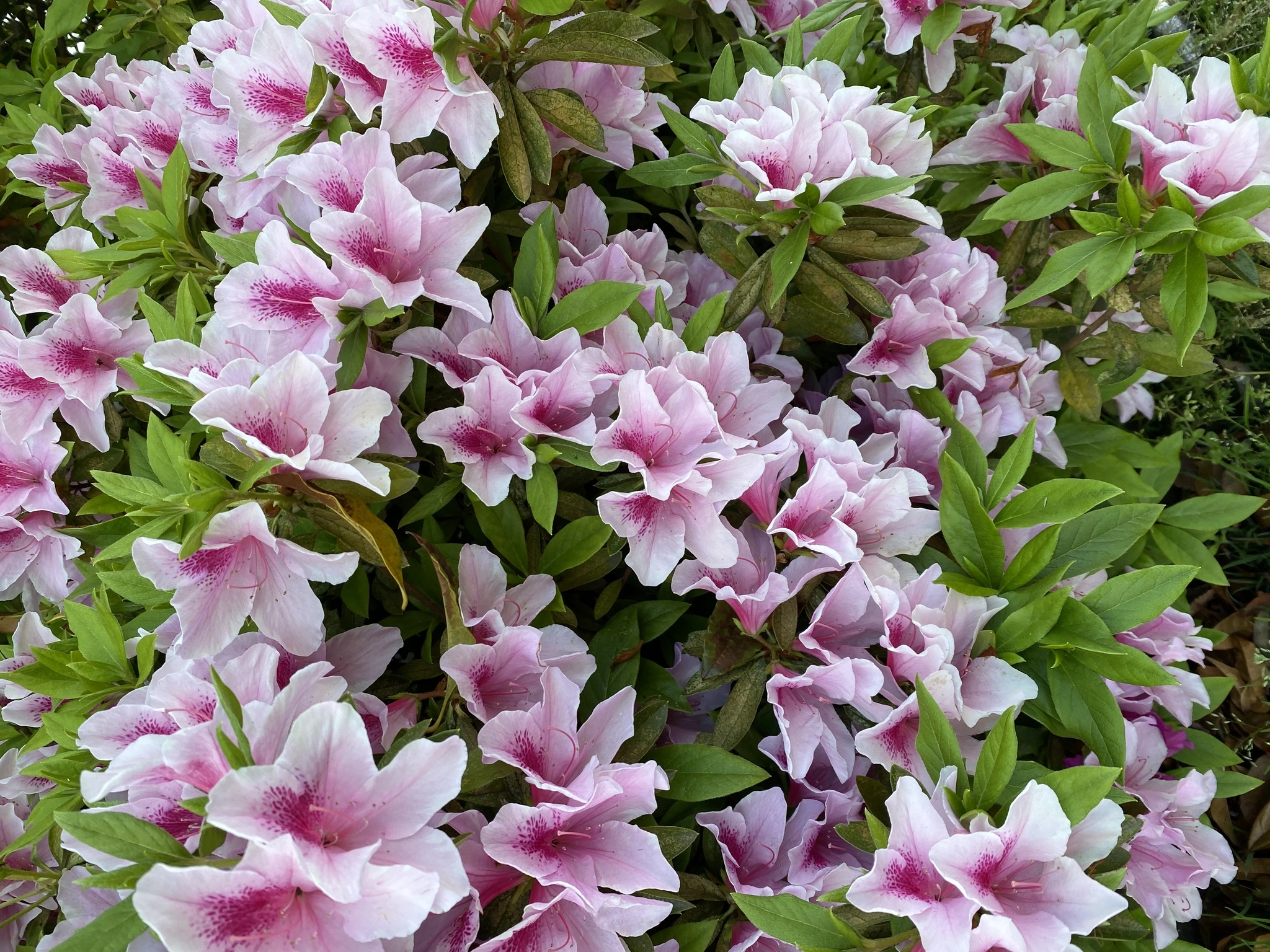 まどか