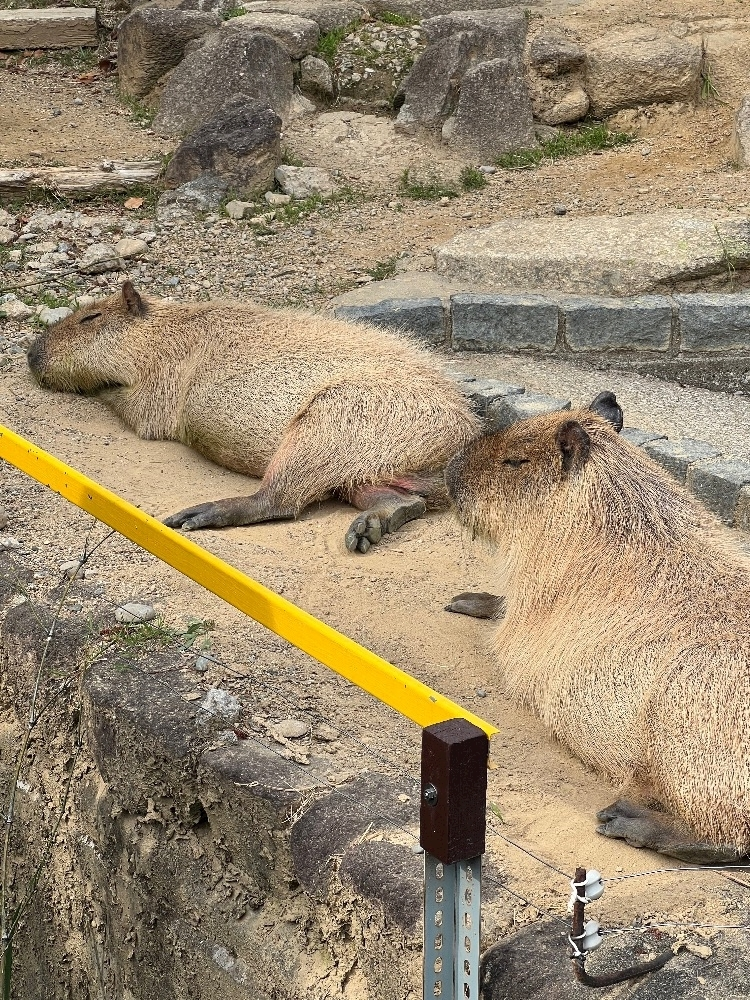 立花 ちか
