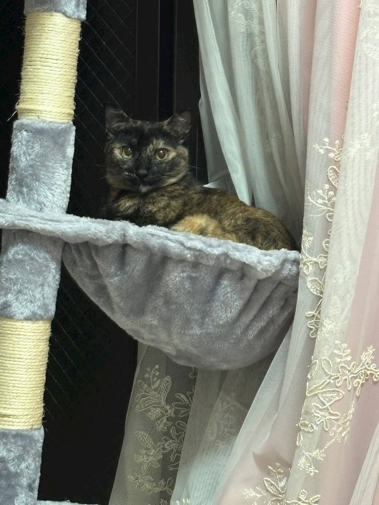 藤花 ゆの