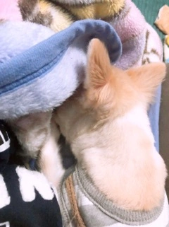 愛乃 悠稀