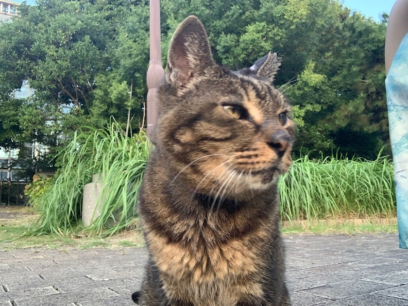 はづき